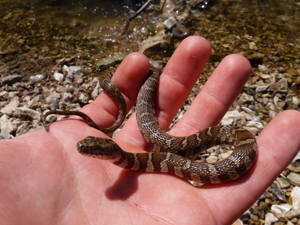 Common Watersnake from St Louis County, MO, USA on July 08, 2018 at 12