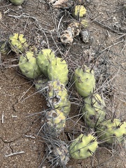 Tephrocactus aoracanthus