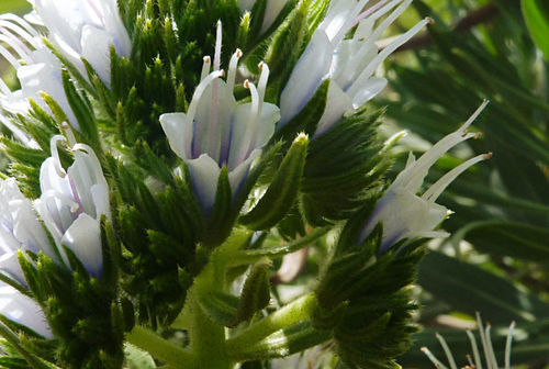 Echium vulcanorum image