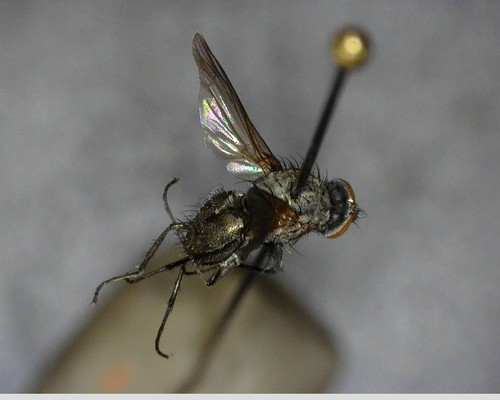 iNaturalist observation photo of Flies