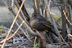 Turdus merula