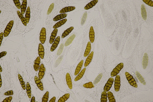 Pleomassaria observed 2022-03-04