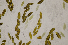 Prosthemium betulinum