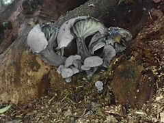 Gerronema waikanaense