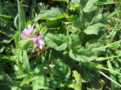 Erodium moschatum