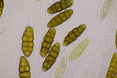 Prosthemium betulinum