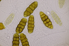 Prosthemium betulinum