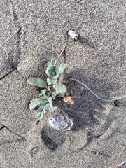 Neurada procumbens
