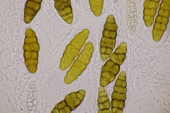 Prosthemium betulinum
