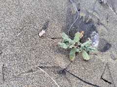 Neurada procumbens