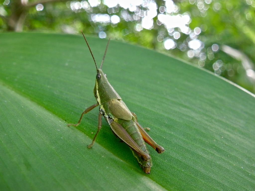 Chlorizeina togulata