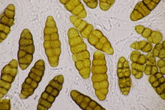 Prosthemium betulinum