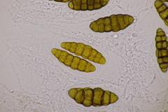 Prosthemium betulinum