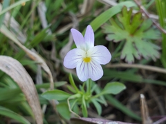 Viola bicolor