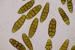 Prosthemium betulinum