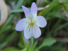 Viola bicolor