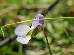 Viola bicolor