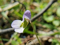 Viola bicolor