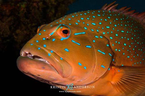 Barcheek coral trout (Plectropomus maculatus) — Serranidae