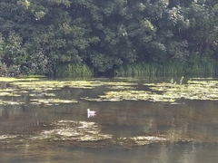 Chroicocephalus ridibundus