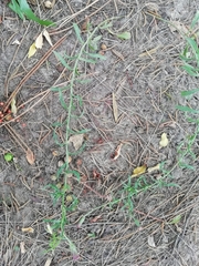 Noticastrum diffusum