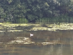 Chroicocephalus ridibundus