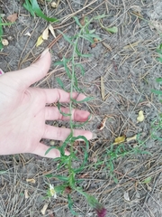 Noticastrum diffusum