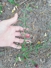 Noticastrum diffusum