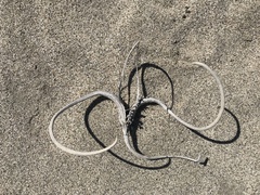 Proboscidea althaeifolia