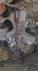 Baseodiscus mexicanus