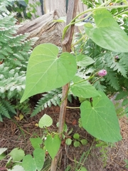 Ipomoea grandifolia
