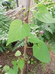 Ipomoea grandifolia