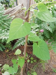 Ipomoea grandifolia