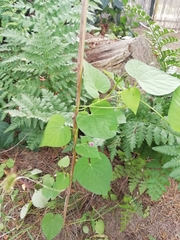 Ipomoea grandifolia