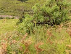 Inulanthera leucoclada