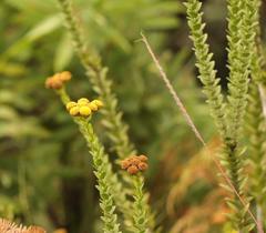 Inulanthera leucoclada