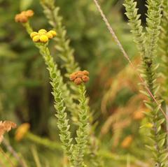 Inulanthera leucoclada