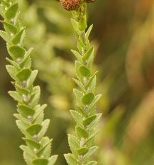 Inulanthera leucoclada