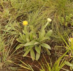 Helichrysum cephaloideum
