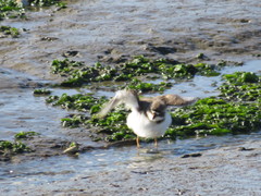 Charadrius hiaticula
