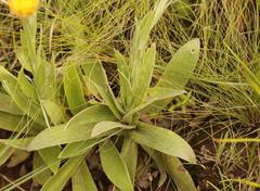 Helichrysum cephaloideum