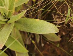 Helichrysum cephaloideum