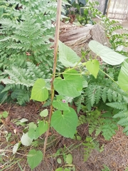 Ipomoea grandifolia
