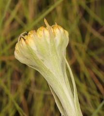 Helichrysum cephaloideum