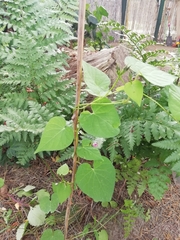 Ipomoea grandifolia