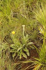 Helichrysum cephaloideum