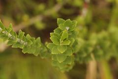 Inulanthera leucoclada