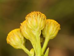 Inulanthera leucoclada