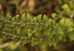 Inulanthera leucoclada