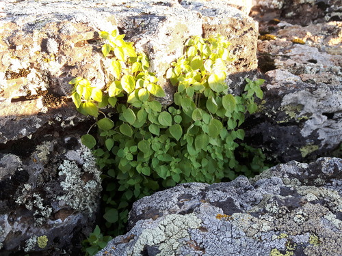 Parietaria micrantha iNat (3)